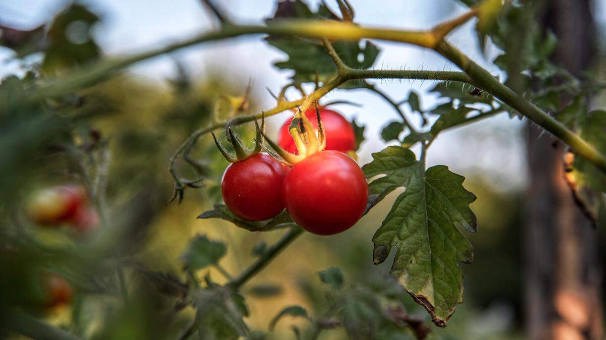 To grow tomatoes in Western Washington, pick a variety such as “Early Girl” or “Sweet 100” that ripen quickly, and make sure the plants will have at least six hours of sun per day.