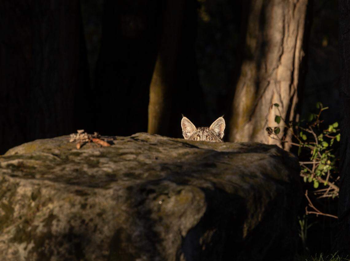 A juvenile bobcat sits behind a rock.