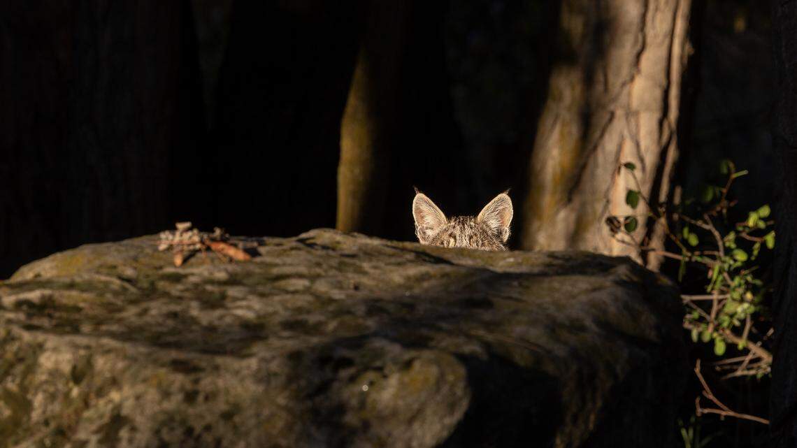 3 of Boise’s sneakiest creatures spotted near Greenbelt. Here’s how to see one