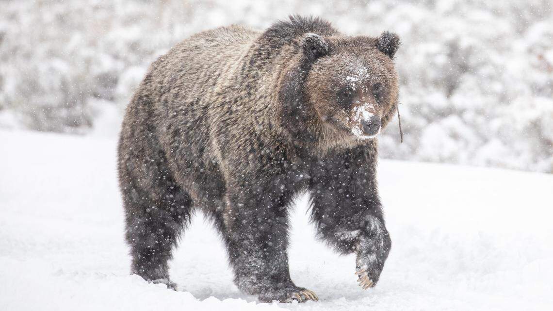 As bears come out of hibernation, they’re going to be on the hunt for food.