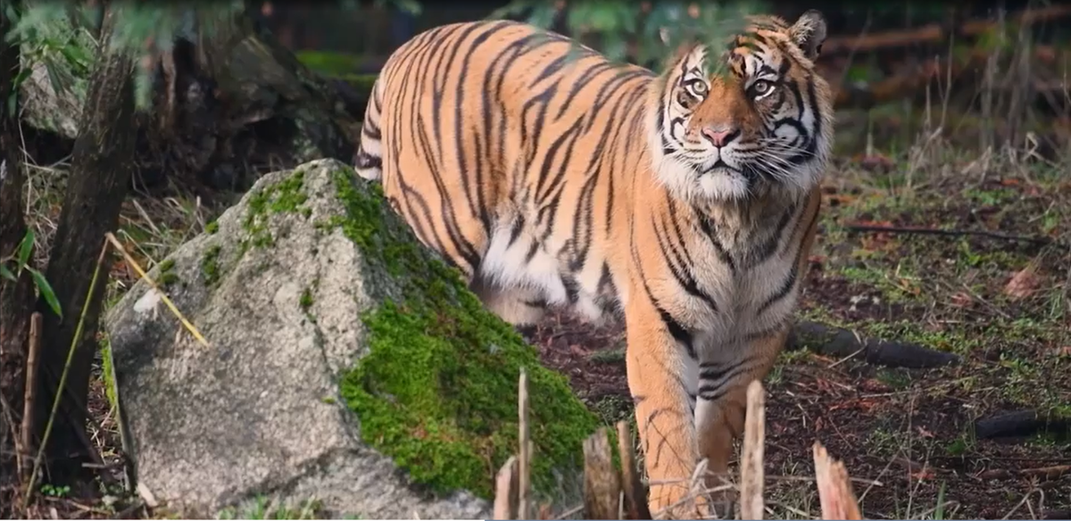 An 11-year-old male Sumatran tiger named Sanjiv will make his public debut at Point Defiance Zoo & Aquarium on Jan. 6. The 286-pound male tiger arrived in December from Topeka Zoo & Conservation Center.