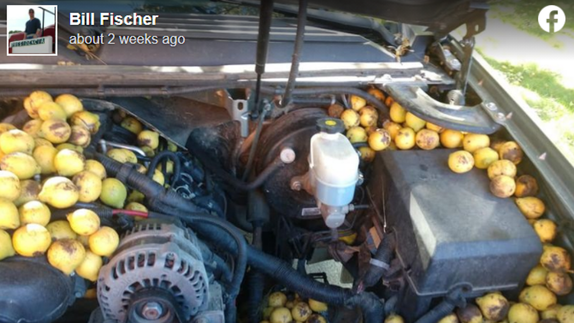 A red squirrel hid its black walnuts for the winter in a Fargo, North Dakota, truck, the owner says.