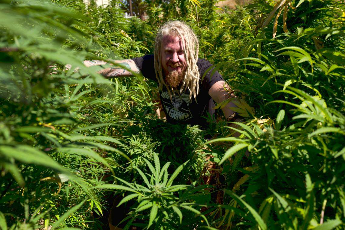 California cannabis farms like Steve Fagan’s can not be larger than an acre. Fagan, of SLOgrown Genetics, attends to his organically cultivated cannabis in September at his farm in the coastal mountain range of San Luis Obispo, California.