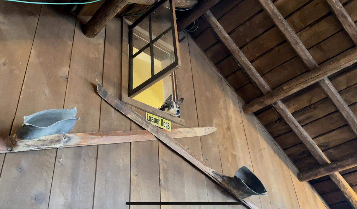 Rio the Galena Lodge “loaner dog” pokes his head out from the second-floor office. A TikTok video of Rio at this window went viral recently.
