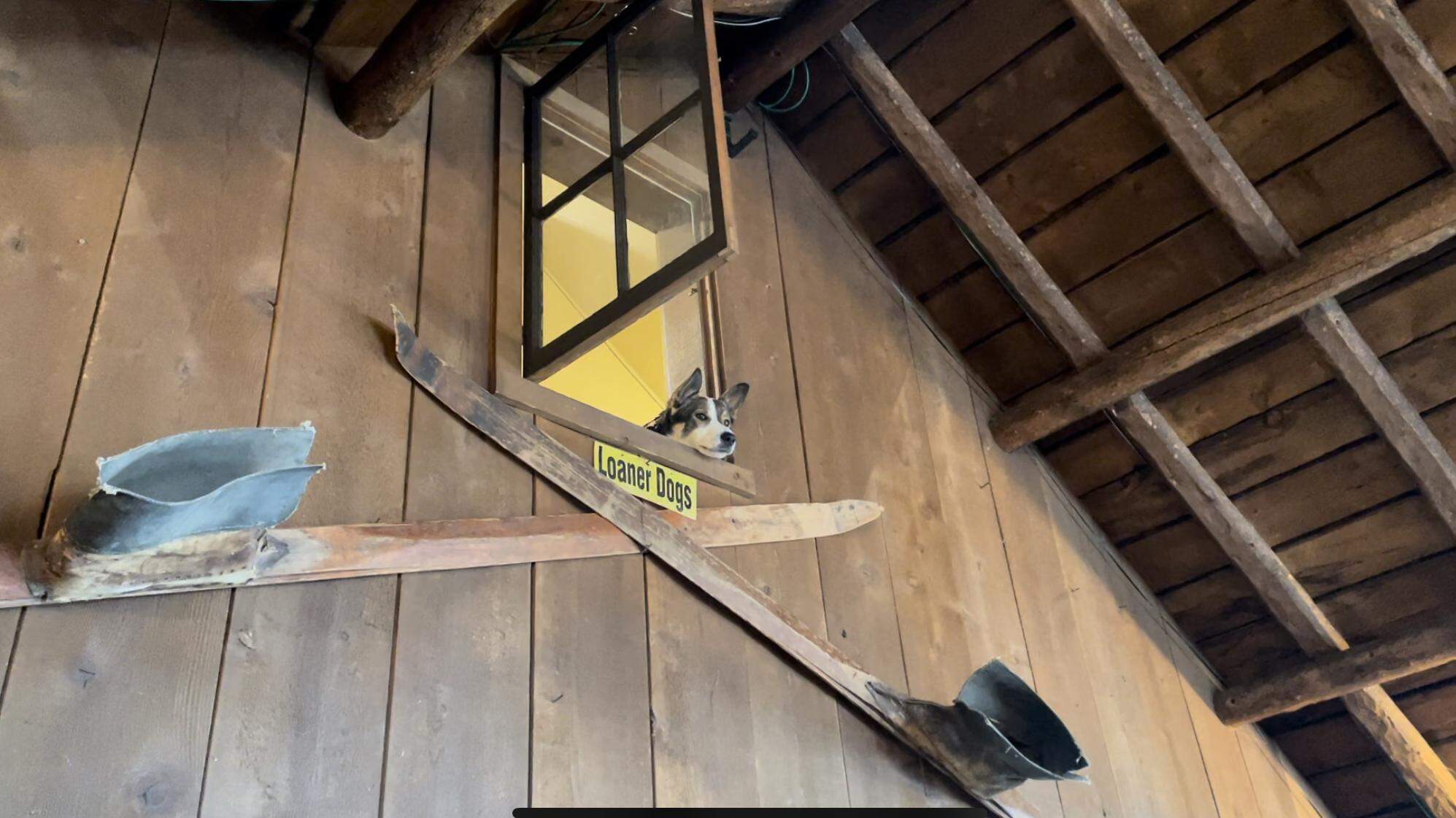 Idaho ‘loaner dog’ went viral on TikTok. Here’s how you can take him skiing or snowshoeing