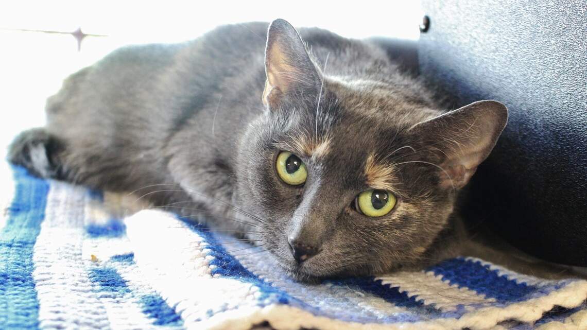 Ada County Pet of the Week: Bloom