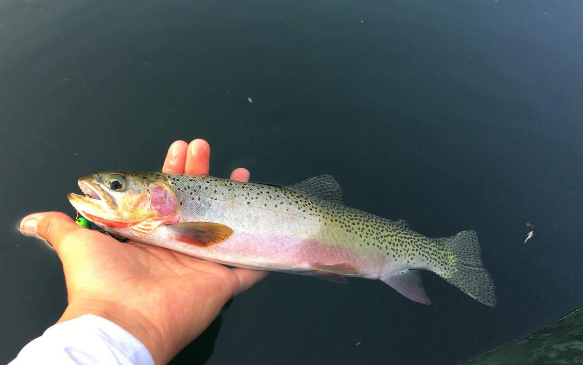 August is prime season for chasing beautiful cutthroat trout in Idaho’s pristine alpine lakes and streams.