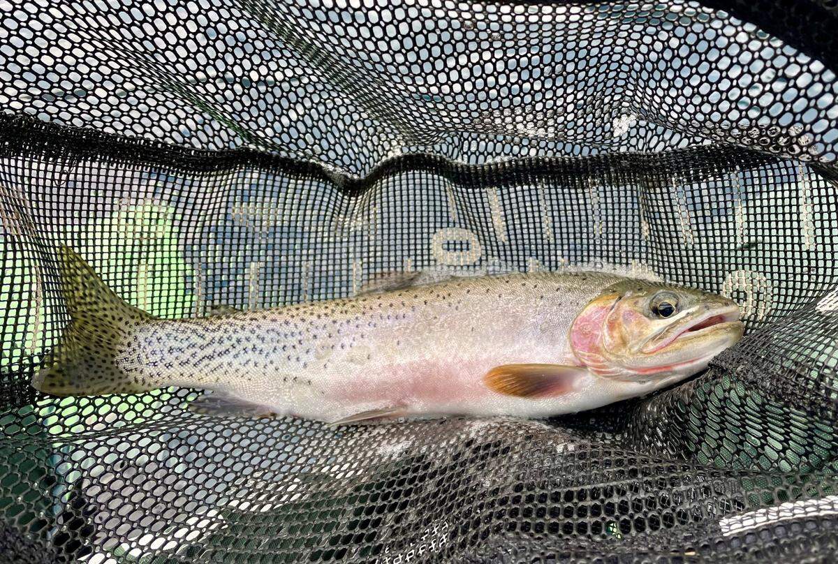 An ultralight rod and a handful of lures or flies is all you need to catch fish in most alpine lakes. But if you’re serious about fishing, it pays to pack in a few extras — including a float tube, flippers and a small landing net.