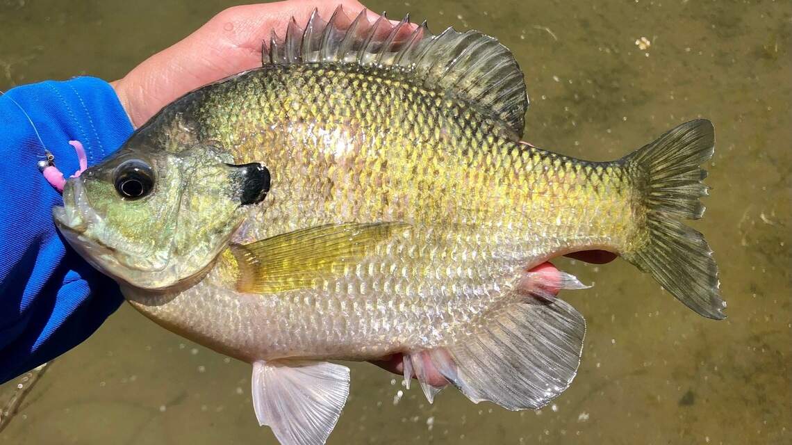 An ode to bluegill: Why this Idaho angler loves the little panfish that could 