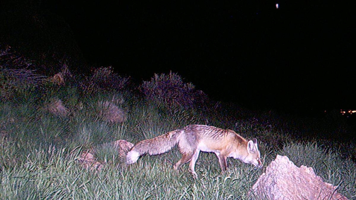 Foxes are adaptable critters that can function well in darkness and daylight. This one was caught on a critter camera on the Warm Springs Mesa.