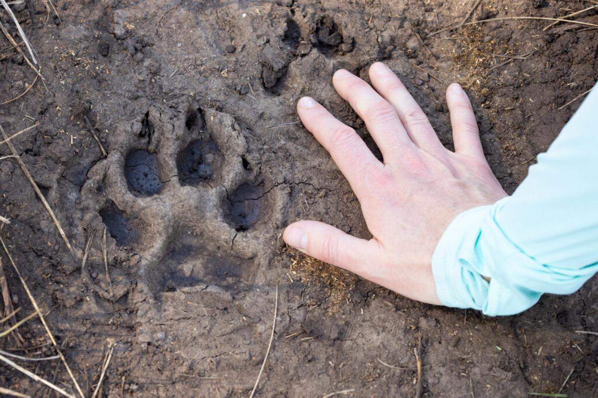 A human hand shows how large this wolf print on the Blacktail Ponds Trail is.