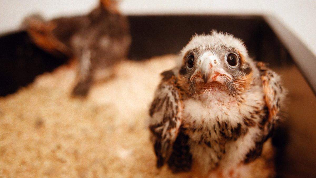 A young Aplomado falcon, pictured at a Texas wildlife refuge. Current laws deprive falcon enthusiasts of their basic constitutional rights, argues Peter Stavrianoudakis