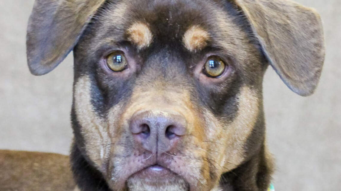 Ada County Pet of the Week: Kanga
