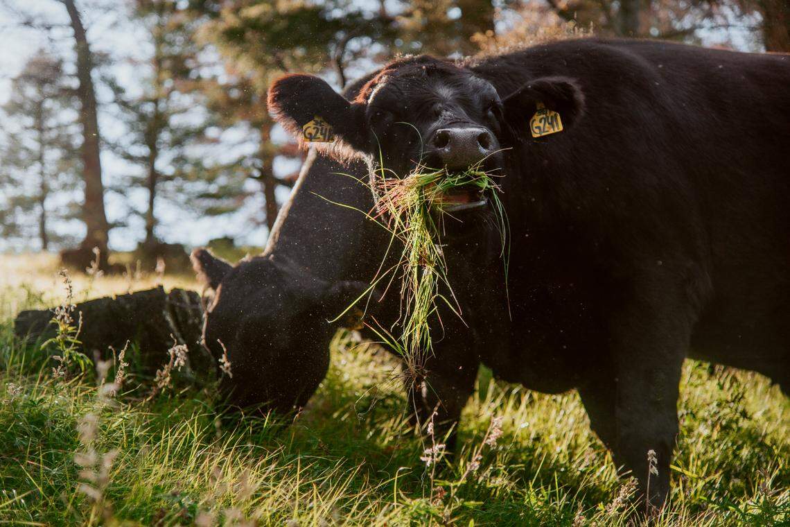 Alderspring Ranch cattle graze in the understory of open Douglas fir forest at the Forest Service Hat Creek Range. The Elzinga family, which owns Alderspring, will graze this spot for only a few minutes once every three to six years.