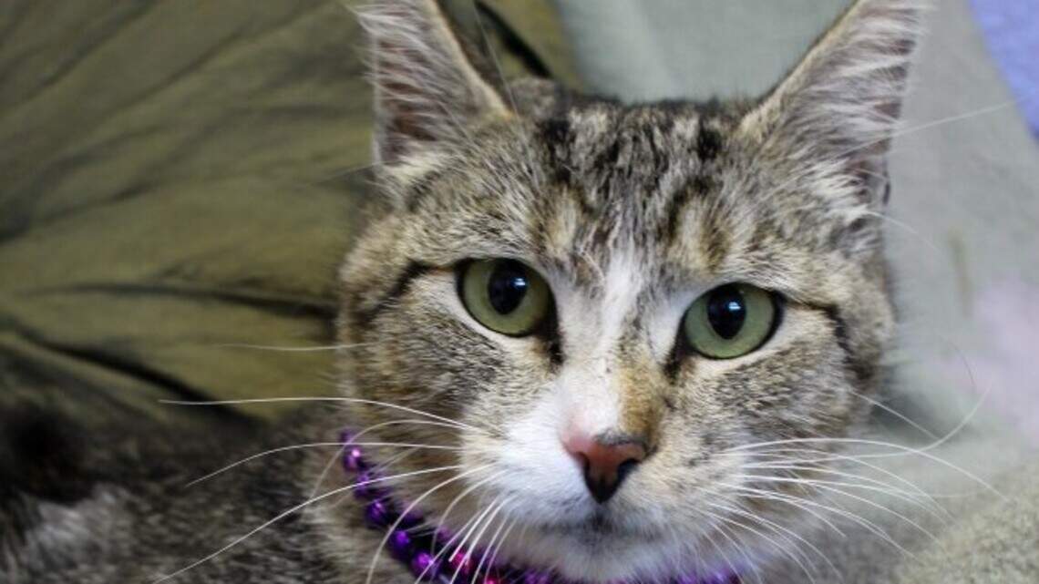 Ada County Pet of the Week: Ettzy