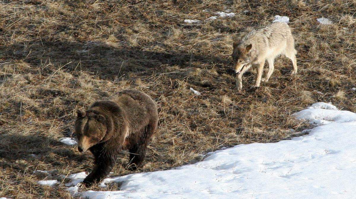 This 2005 file photo shows a Yellowstone wolf from the Leopold pack following grizzly bear. A U.S. Magistrate Judge for the District of Idaho scaled back state wolf trapping and snaring seasons over concerns that grizzlies could be injured or killed by the devices.