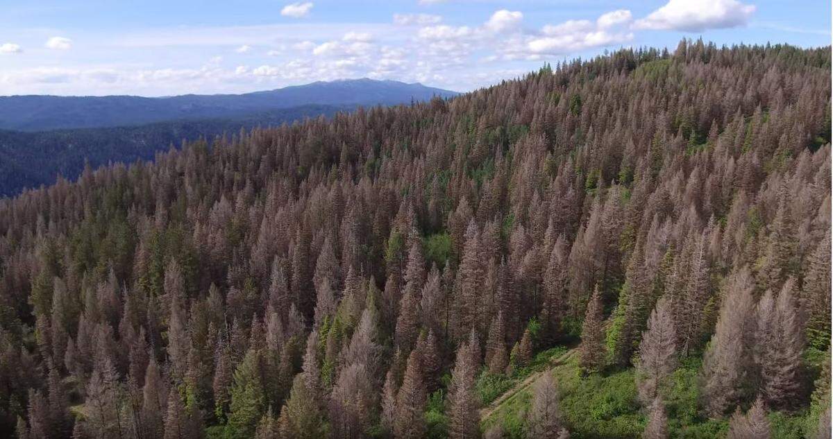 Trees damaged by tussock moths in Packer John State Forest north of Banks. From an Idaho Department of Lands drone video published July 3, 2019.