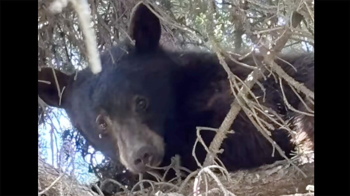 ‘We’re city cops!’: Fish and Game relocate bear from Nampa. Is this common?