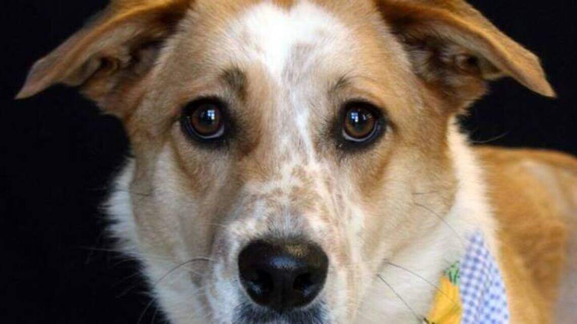 Ada County Pet of the Week: Dottie