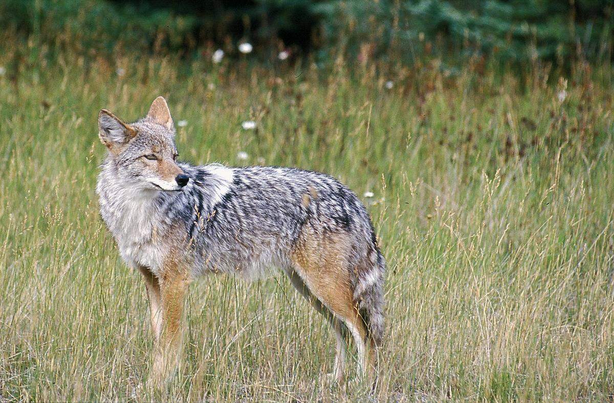 A coyote bit a 5-year-old girl hiking with her family at a Dublin, California, park in the San Francisco Bay Area, sending her to a hospital, officials say. The coyote remains at large.