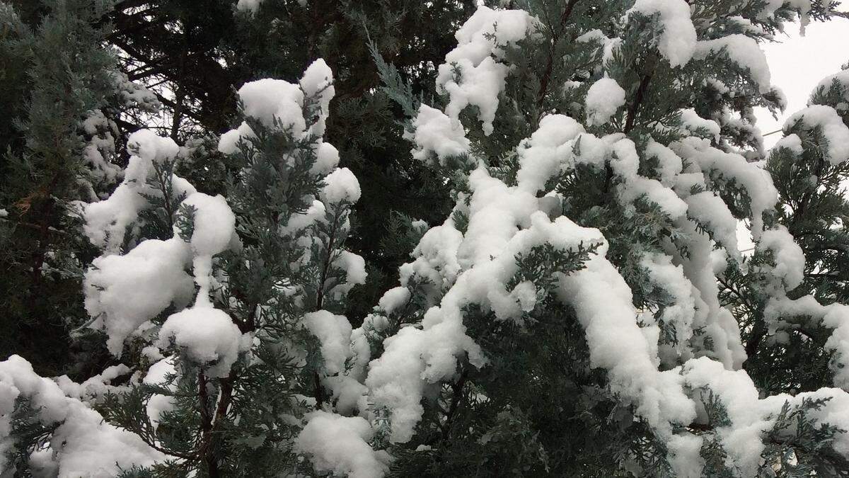 Snow accumulates on evergreen branches Tuesday morning in Boise’s North End.