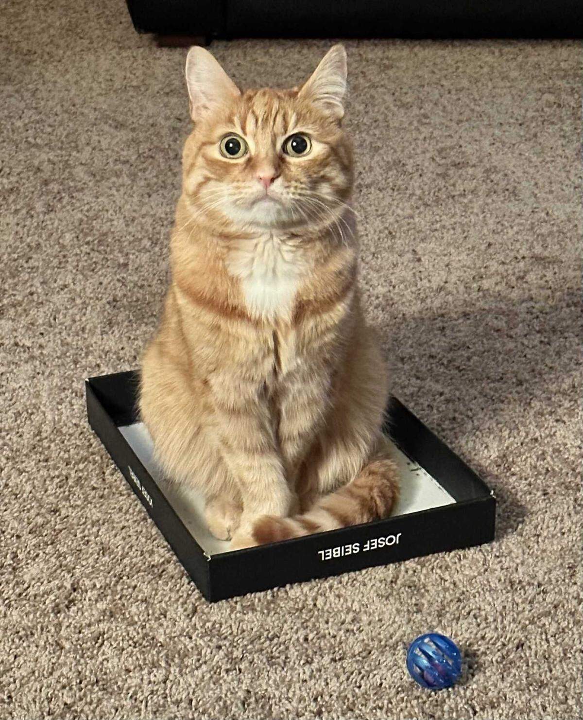 Pete, the 13-year-old orange tabby, is the cutest cat in the Boise area according to Idaho Statesman voters.