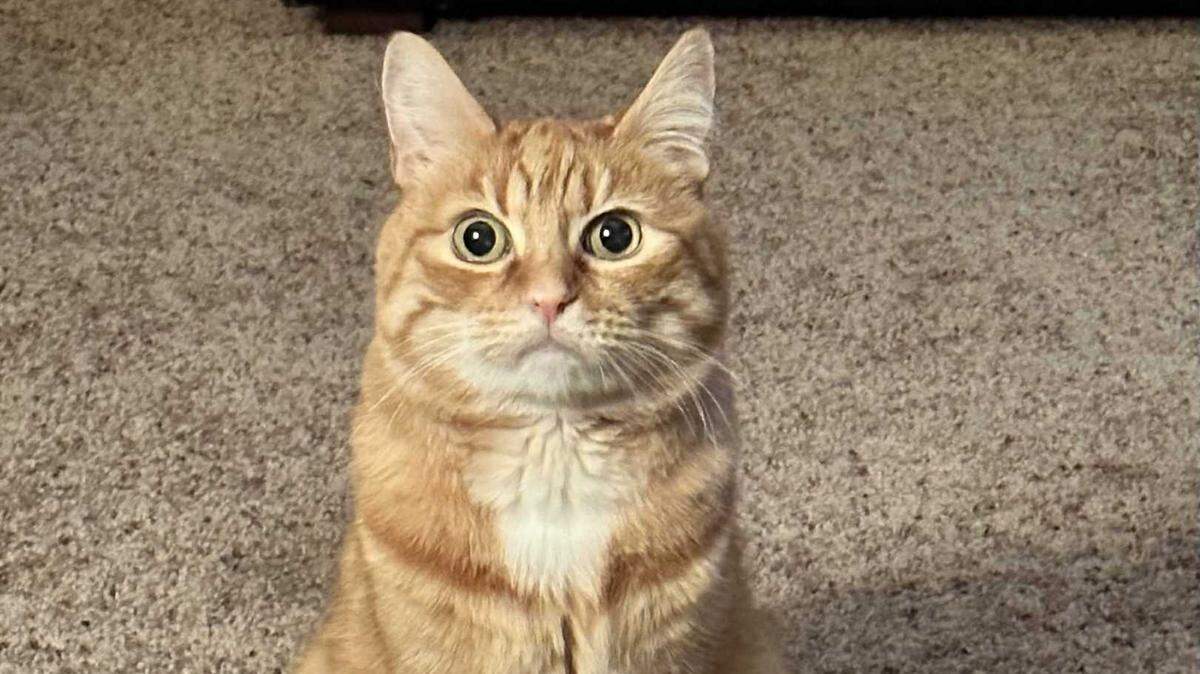 Pete, the 13-year-old orange tabby, is the cutest cat in the Boise area according to Idaho Statesman voters.