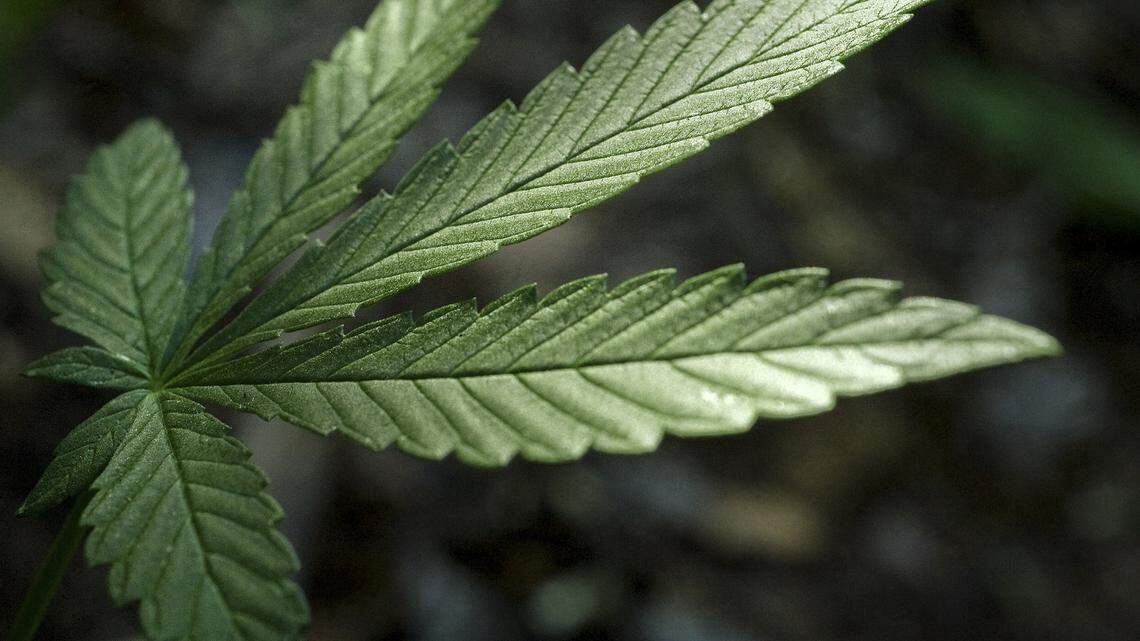 From education to silent discos, here’s what to expect at the first Bellingham Budfest