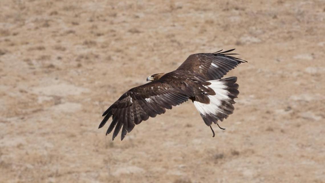 Boise-area men get hunting, firearm bans for killing eagles, hawks at conservation area