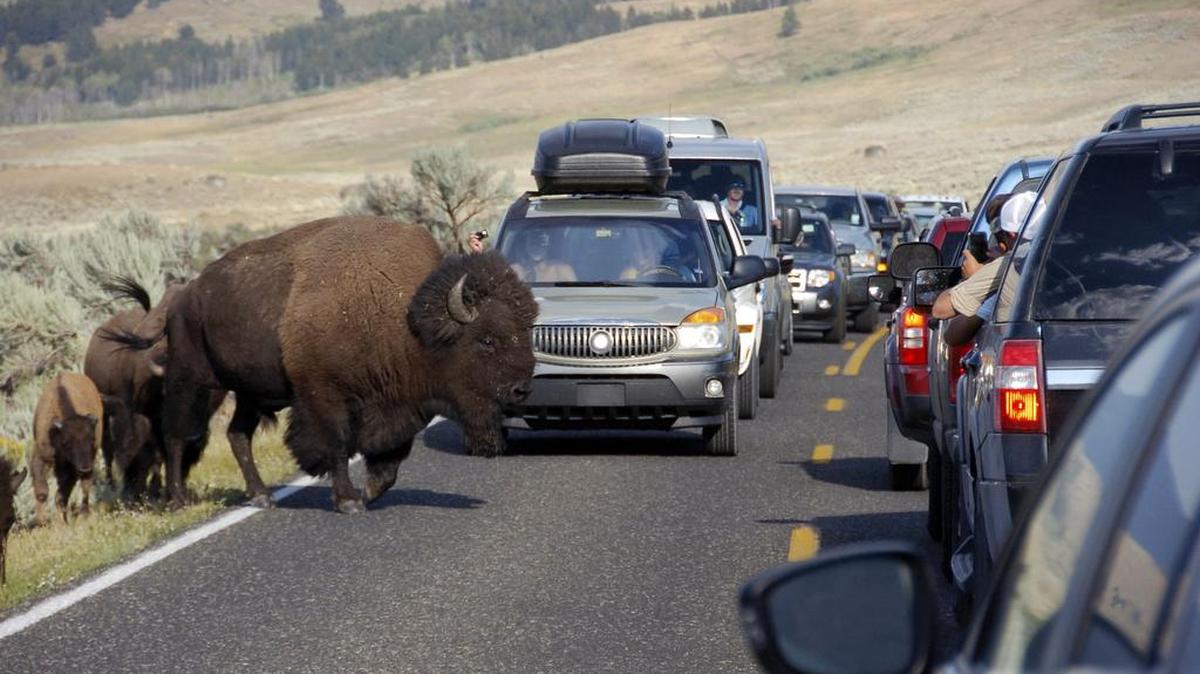 A large bison blocks traffic as tourists take photos in August 2016 of the animals in the Lamar Valley of Yellowstone National Park in Wyoming.