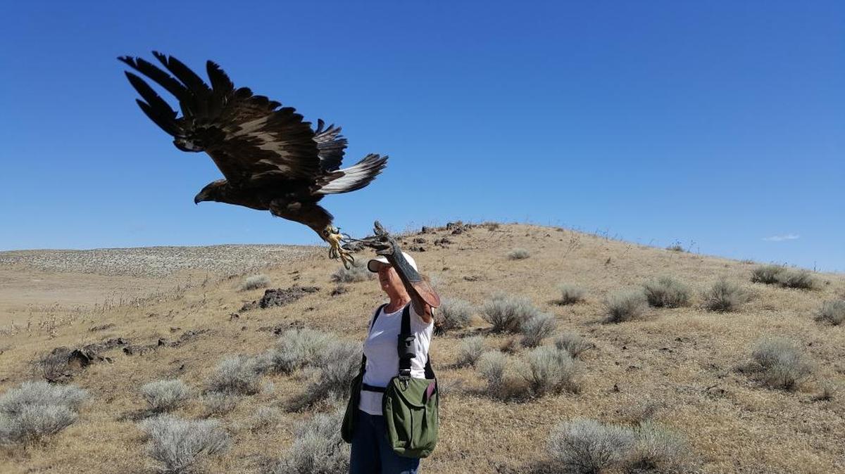 A golden eagle launching off Cordi Atkinson’s fist in Eastern Oregon.