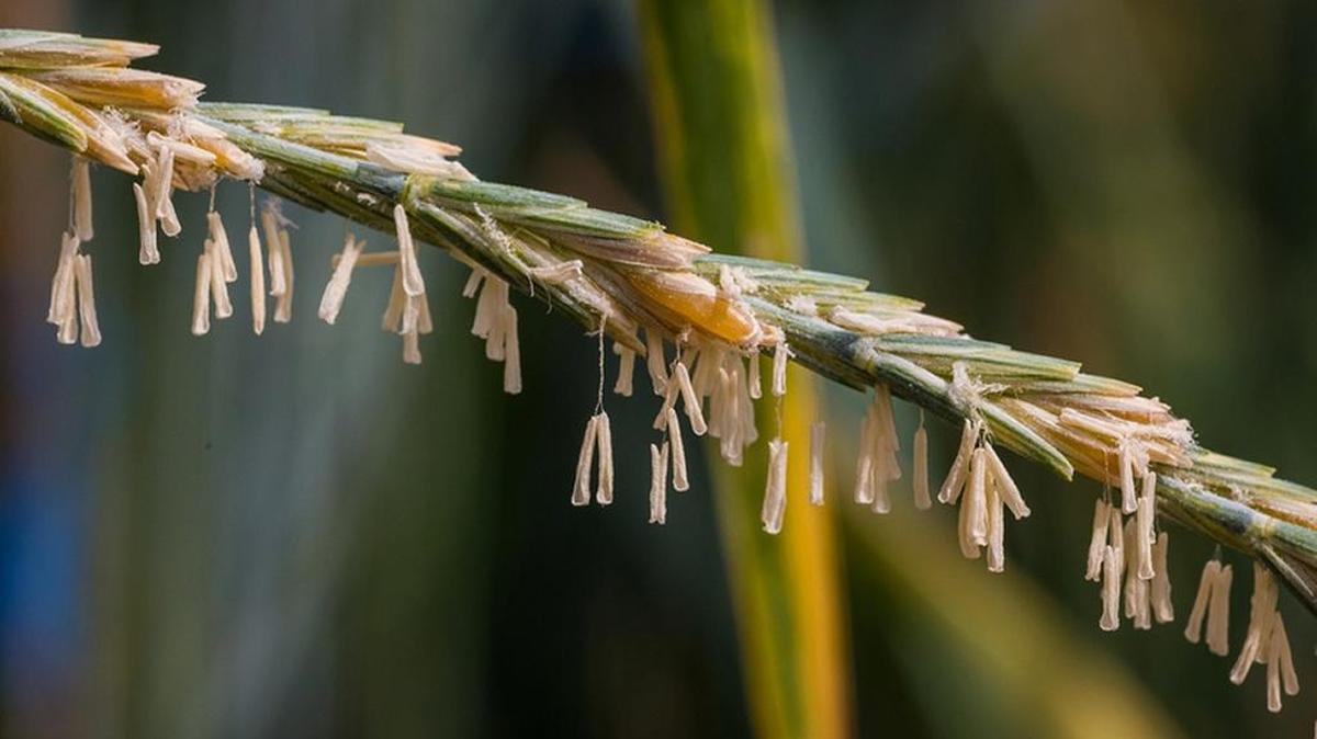 One drawback to Kernza is its small seeds, which are one-quarter the size of a conventional wheat berry.