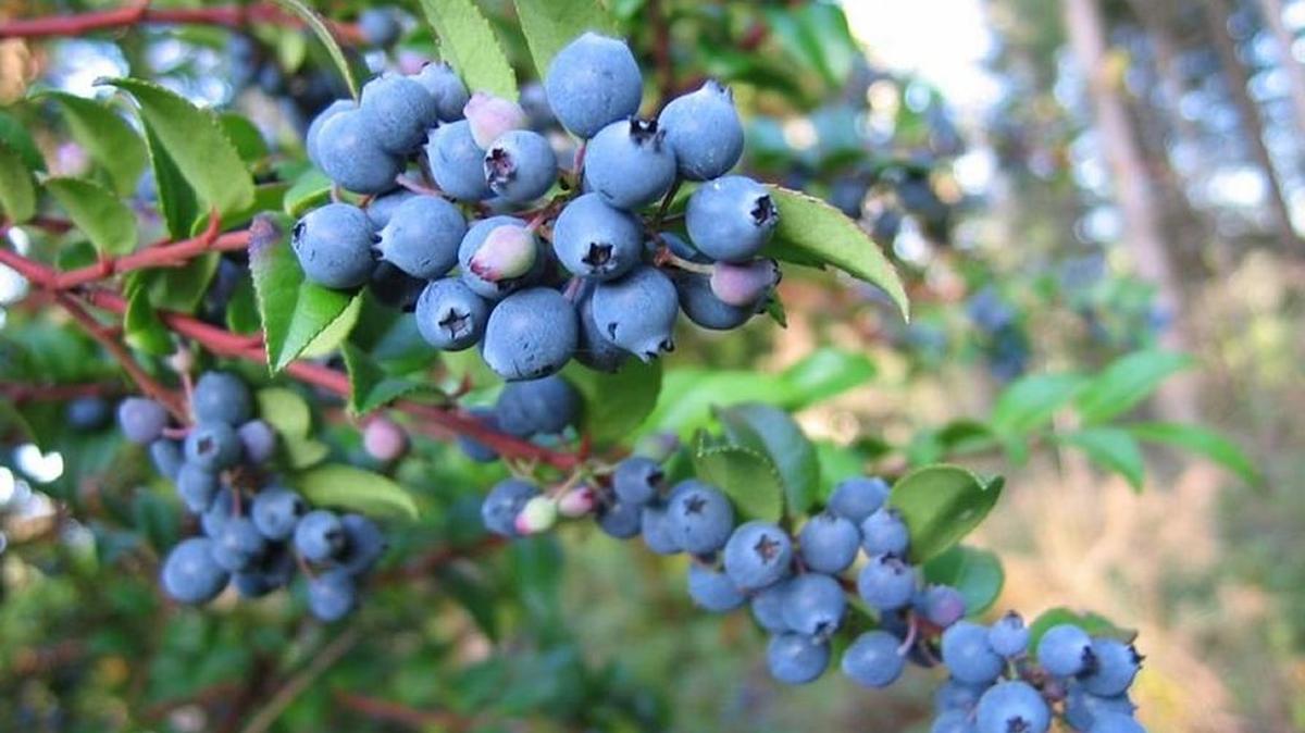 Huckleberries will be the star of the show at the Huckleberry Festival next weekend in Donnelly.