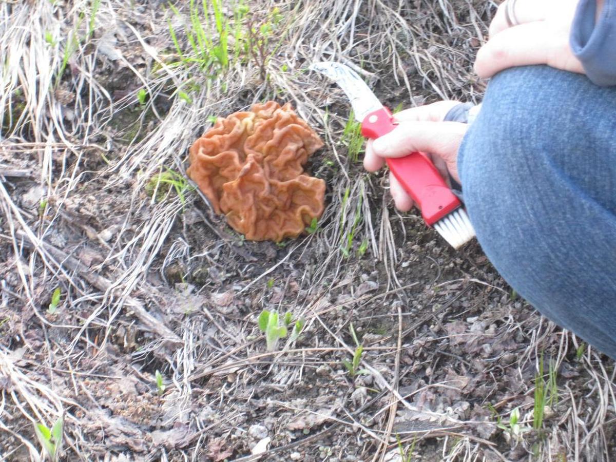 Gyromitra gigas, or snowbank mushroom, is classified as a false morel and, depending on the location, can have high levels of toxins that can lead to stomach cramps or liver issues. When boiled and then sauteed thoroughly to remove the toxins, the gigas variety of Gyromitra mushrooms has a uniquely strong flavor similar to true morels and is great sauteed with herbs and butter or used in beef stroganoff.