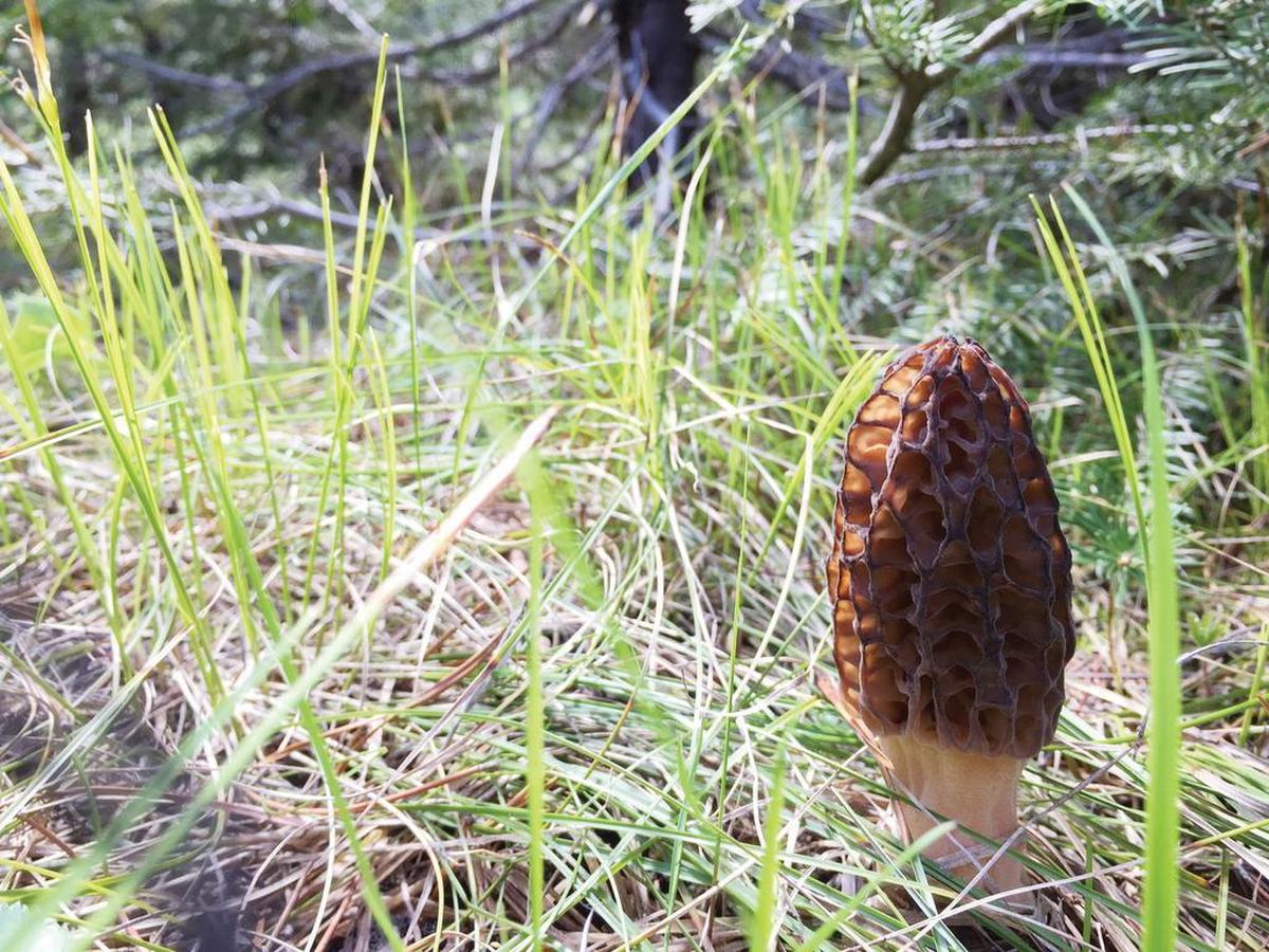 Morchella brunnea, or black morel. Smaller in stature than the blond morel, with a darker honeycomb.