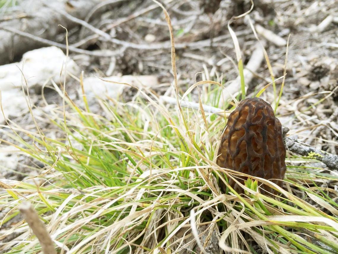 Morchella brunnea, or black morel. Smaller in stature than the blond morel, with a darker honeycomb.