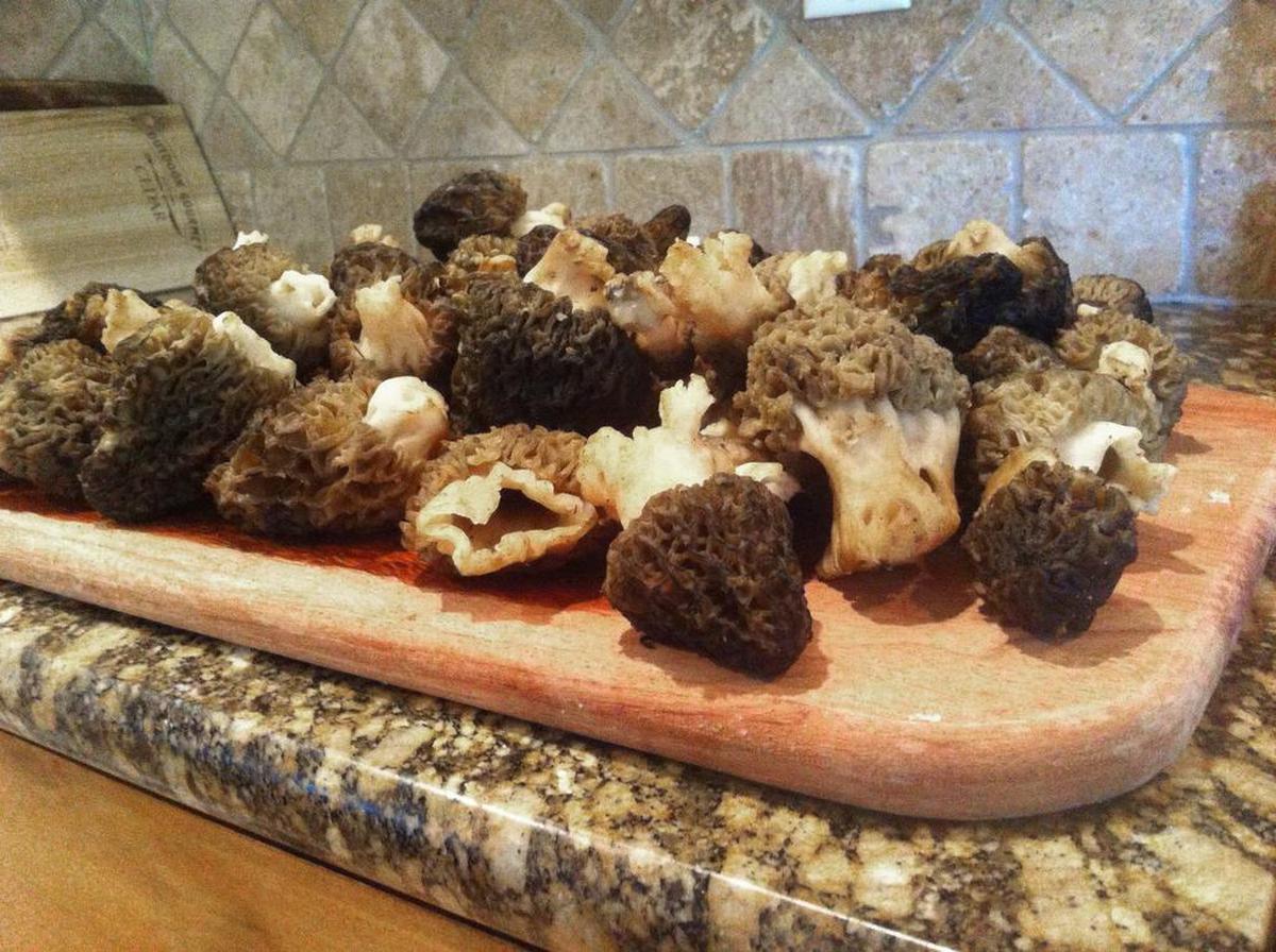 Morels ready to chop up and saute.