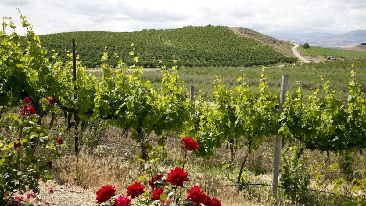 A vineyard view from the patio area of the Ste. Chapelle winery in Sunnyslope. A California development company wants to build a concert venue not far from Ste. Chapelle and other wineries.