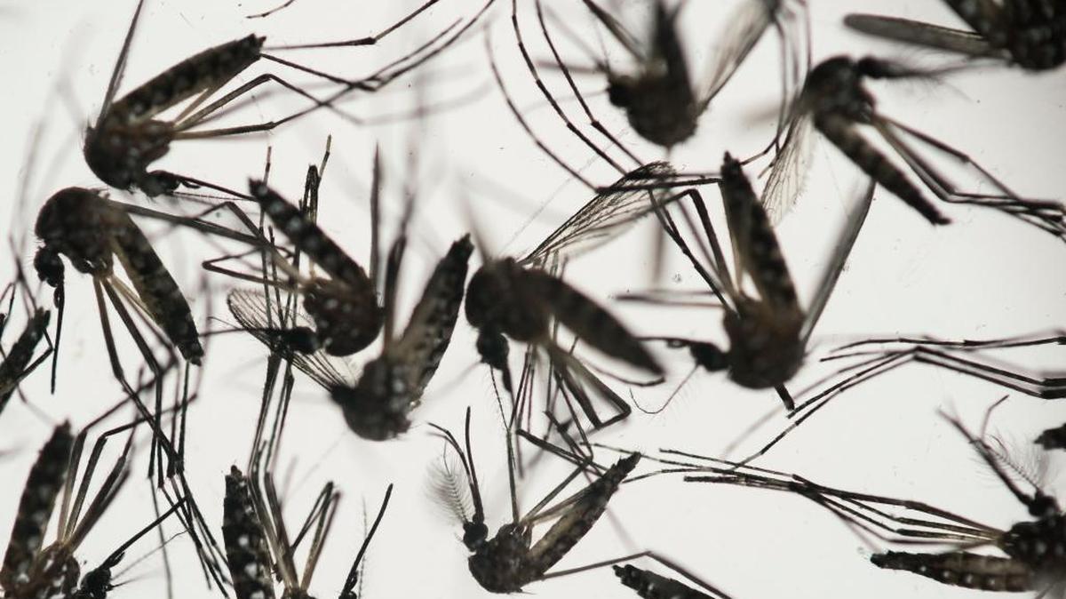 In this Jan. 27, 2016 file photo, samples of Aedes aegypti mosquitoes, responsible for transmitting dengue and Zika, sit in a petri dish at the Fiocruz Institute in Recife, Pernambuco state, Brazil.