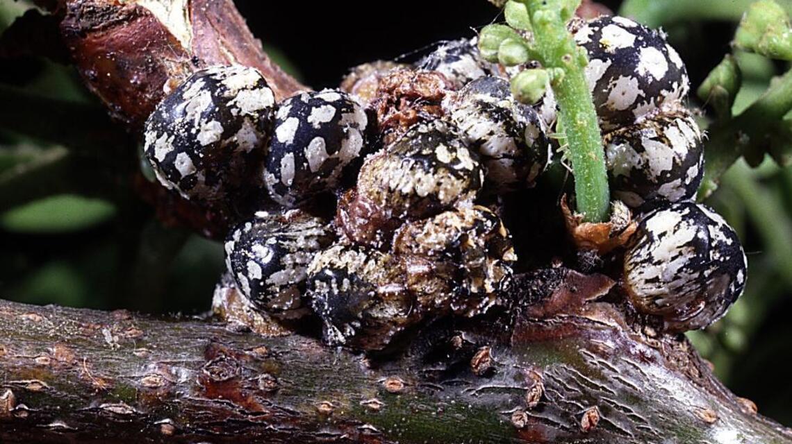 Updated insects book gives gardeners all they need to know
