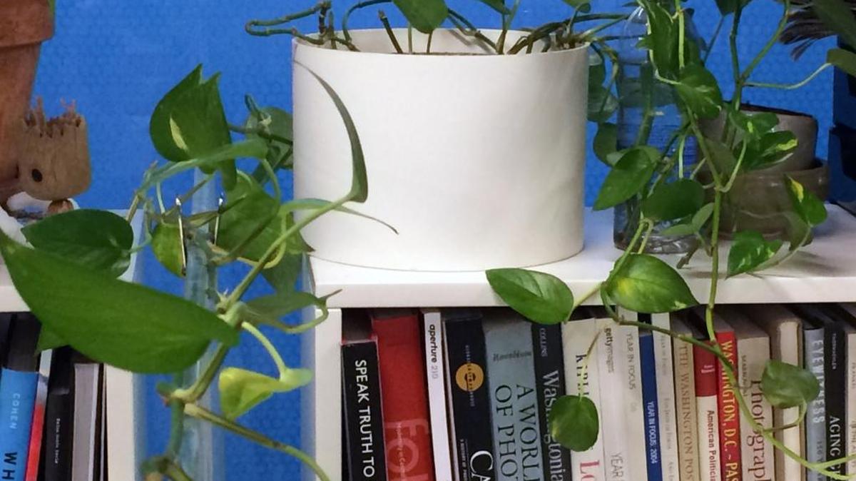 The pothos vine is among a handful of houseplants that put up with the abuse of the dry and gloomy environment of the office cubicle.