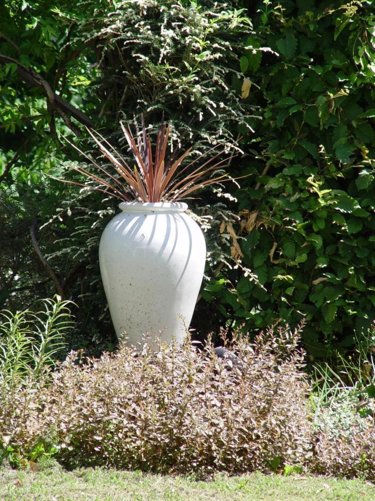 The graceful lines for this simple white urn make the perfect cachepot for bronze cordyline in a one-gallon nursery pot. All of the cordylines can be planted outdoors this time of year.
