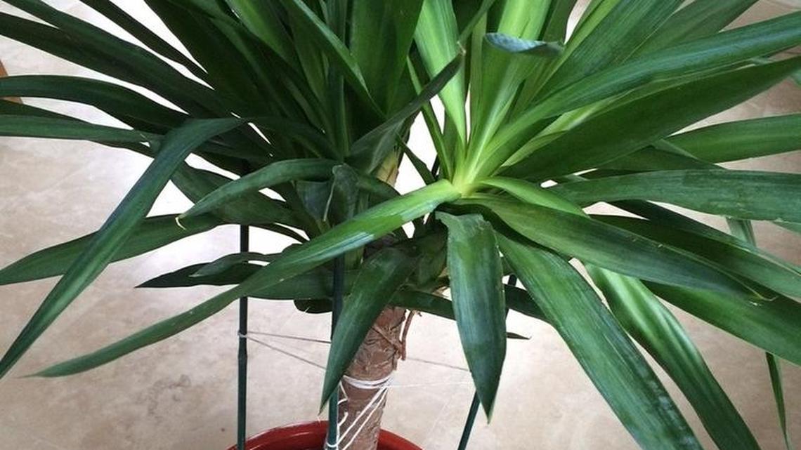 Designing a new landscape? Here is our gardening expert’s well-tested planting plan