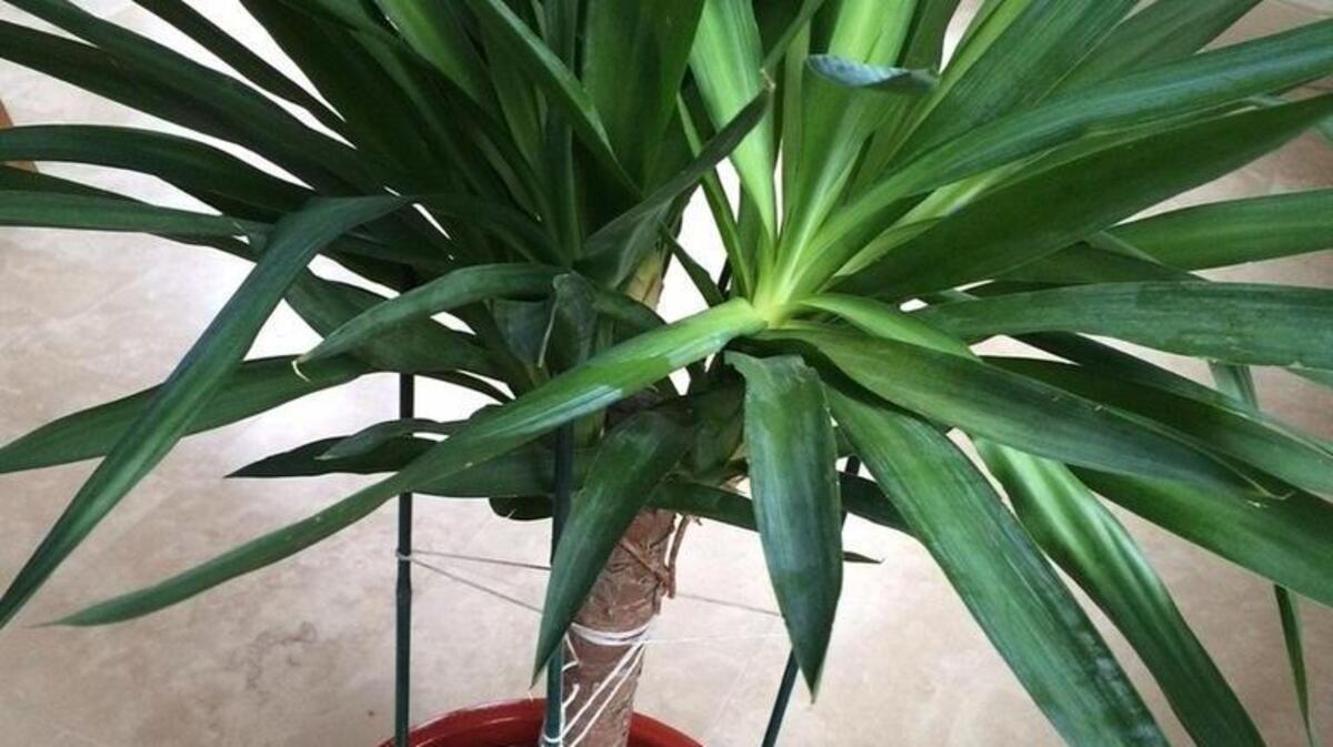 Spiky Dracaena are a nice focal point plant for the center of a container.