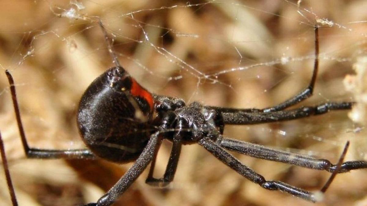 The black widow spider is known for its glossy black color and is found in Illinois.