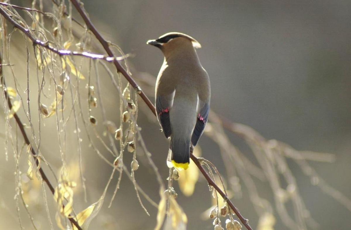Cedar waxwings may eat poisonous berries as they search for food in the winter.