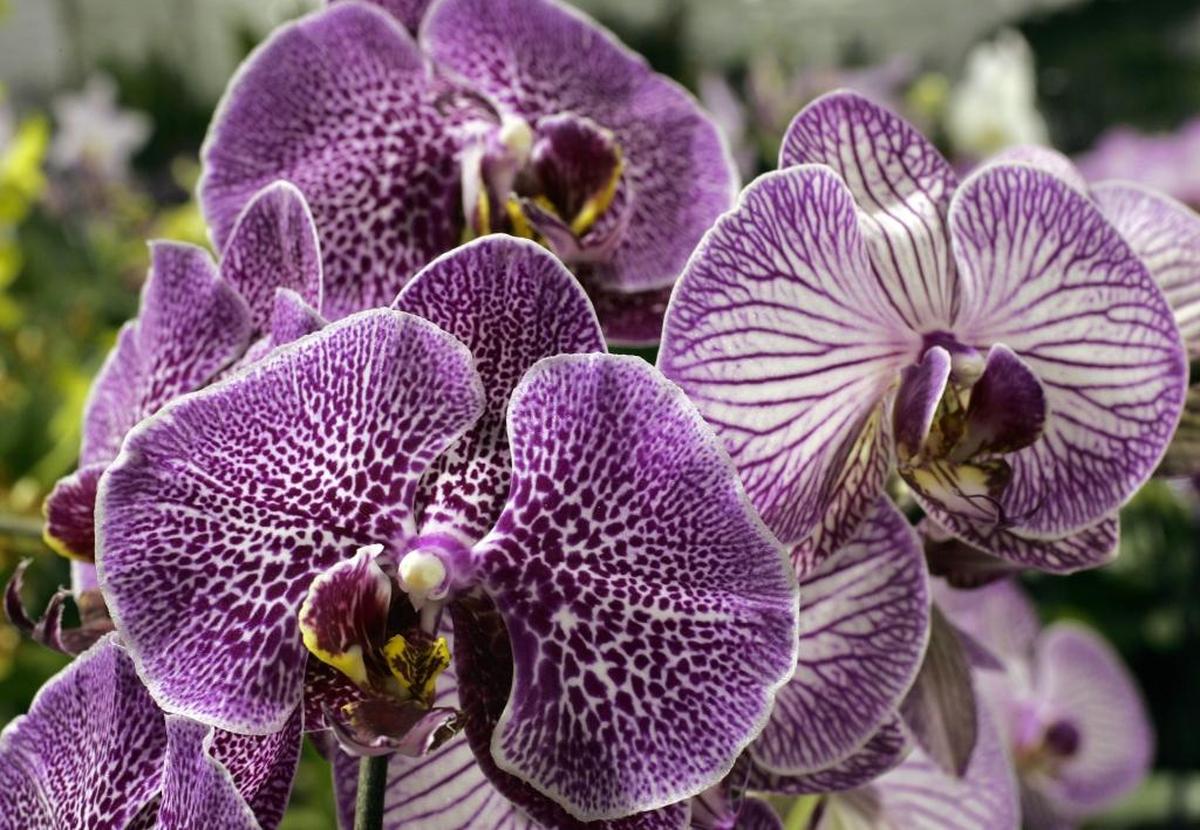Orchids will be on display at the Boise Flower & Garden Show in March 2026.