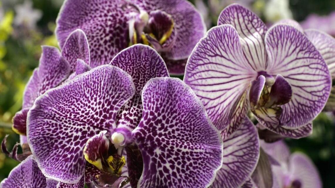Moth orchid’s ascent overshadows alluring varieties