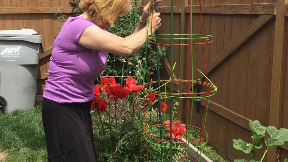 Gardening tips for tomatoes, fuchsia baskets, and shady or hot spots