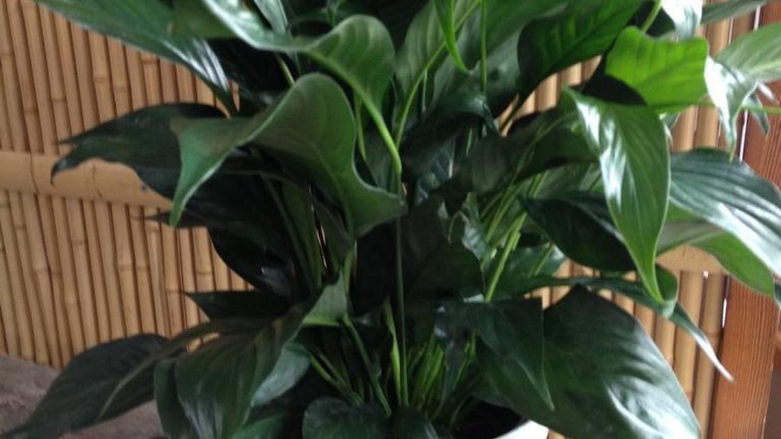 Working from home? Here’s how to match your houseplants to your occupation